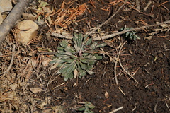 Calyptridium monospermum