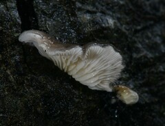 Hohenbuehelia grisea