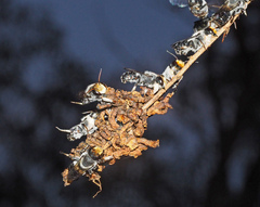 Megachile lucidiventris