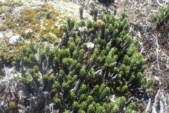 Celmisia ramulosa tuberculata