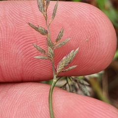 Eragrostis cumingii