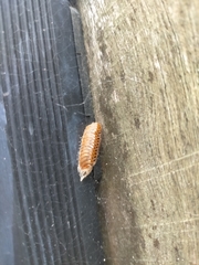Orthodera