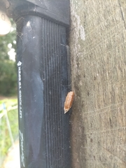 Orthodera
