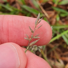 Eragrostis cumingii