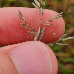 Eragrostis cumingii