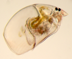 Chydoridae