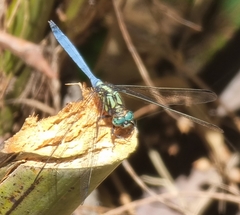Orthetrum chrysostigma