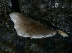 Hohenbuehelia grisea