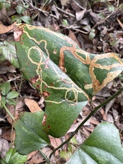 Marmara smilacisella