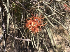 Amyema linophylla