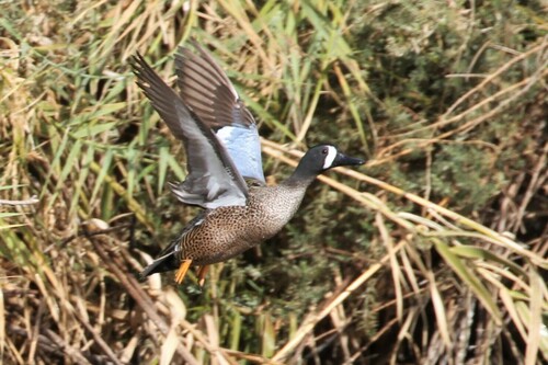 Cerceta aliazul (Spatula discors)