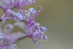 Dipodium pardalinum