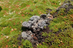 Lecanora epibryon broccha