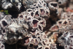 Lecanora epibryon broccha