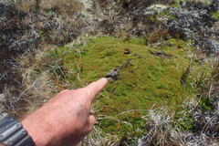 Lecanora epibryon broccha