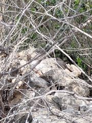 Drymodes brunneopygia