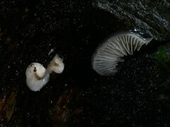 Hohenbuehelia grisea