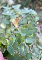 Symphoricarpos microphyllus