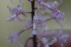Dipodium pardalinum