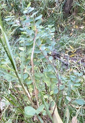Symphoricarpos microphyllus