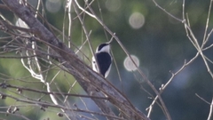 Hemipus hirundinaceus