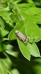 Sphenella ruficeps