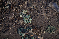 Calyptridium monospermum
