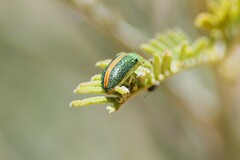 Calomela parilis