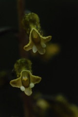 Gastrodia molloyi