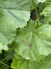 Vanessa cardui