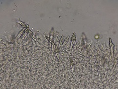 Hohenbuehelia grisea