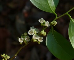 Diospyros sylvatica