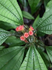 Miconia bullifera