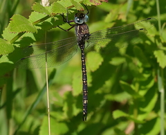 Austroaeschna parvistigma