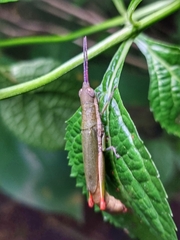 Mitricephala milleri