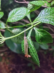 Mitricephala milleri