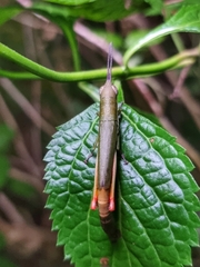 Mitricephala milleri