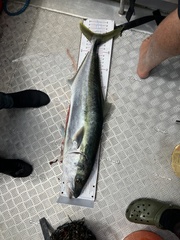 Seriola lalandi