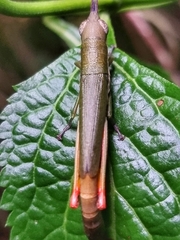 Mitricephala milleri