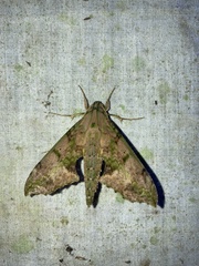 Xylophanes zurcheri