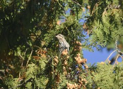 Haemorhous purpureus purpureus