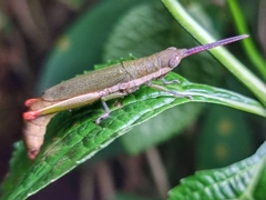 Mitricephala milleri