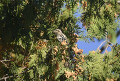 Haemorhous purpureus purpureus