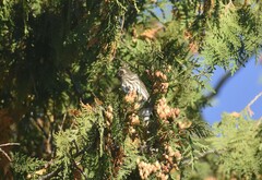 Haemorhous purpureus purpureus