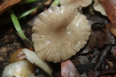 Marasmius albogriseus