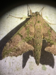Xylophanes zurcheri