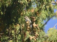 Haemorhous purpureus purpureus