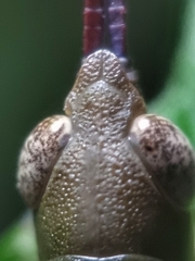 Mitricephala milleri