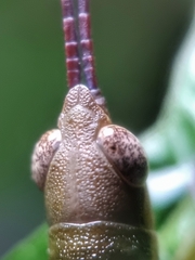 Mitricephala milleri