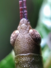 Mitricephala milleri